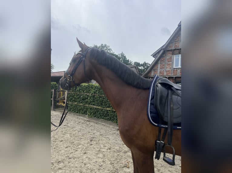 Oldenburgo Caballo castrado 5 años 174 cm Alazán-tostado in Damme