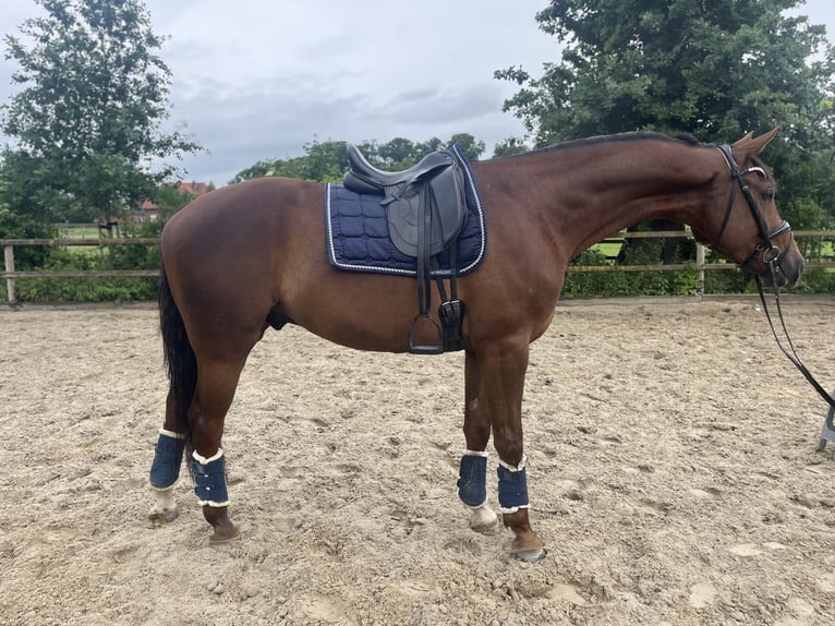Oldenburgo Caballo castrado 5 años 174 cm Alazán-tostado in Damme