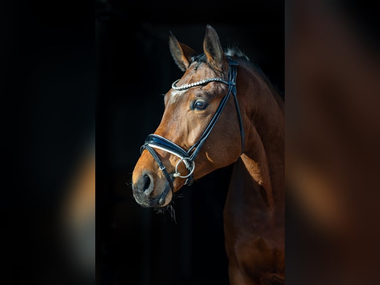 Oldenburgo Caballo castrado 5 años 174 cm Castaño in Rosenheim