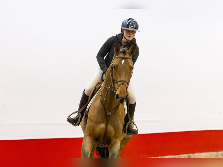 Oldenburgo Caballo castrado 5 años 174 cm Castaño in Waddinxveen