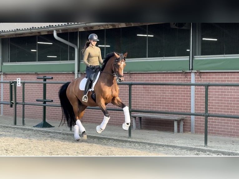 Oldenburgo Caballo castrado 5 años 174 cm Castaño rojizo in Stramproy