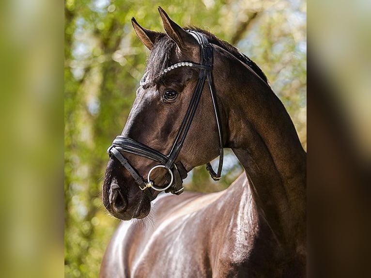 Oldenburgo Caballo castrado 5 años 174 cm Morcillo in Werder/Havel