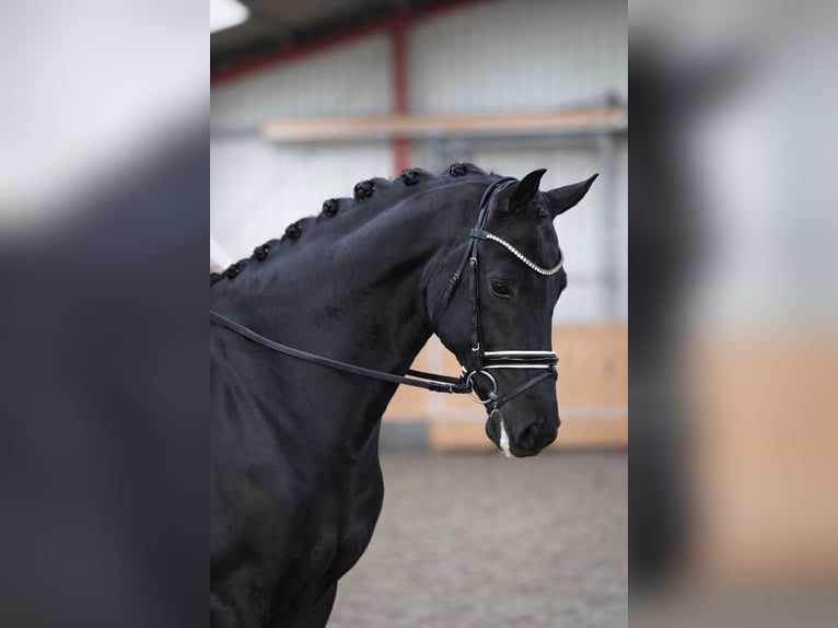 Oldenburgo Caballo castrado 5 años 174 cm Negro in Hohenfelde