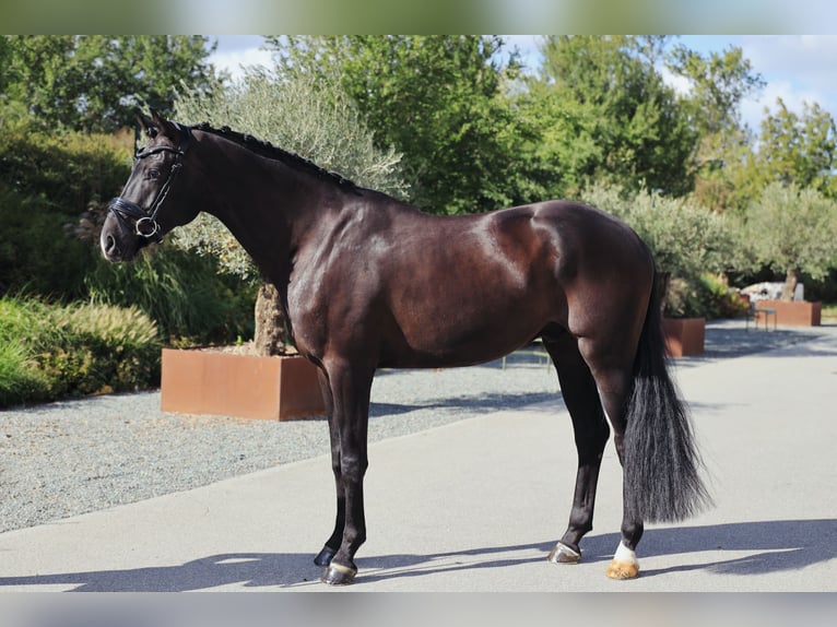 Oldenburgo Caballo castrado 5 años 174 cm Negro in Wien, Innere Stadt