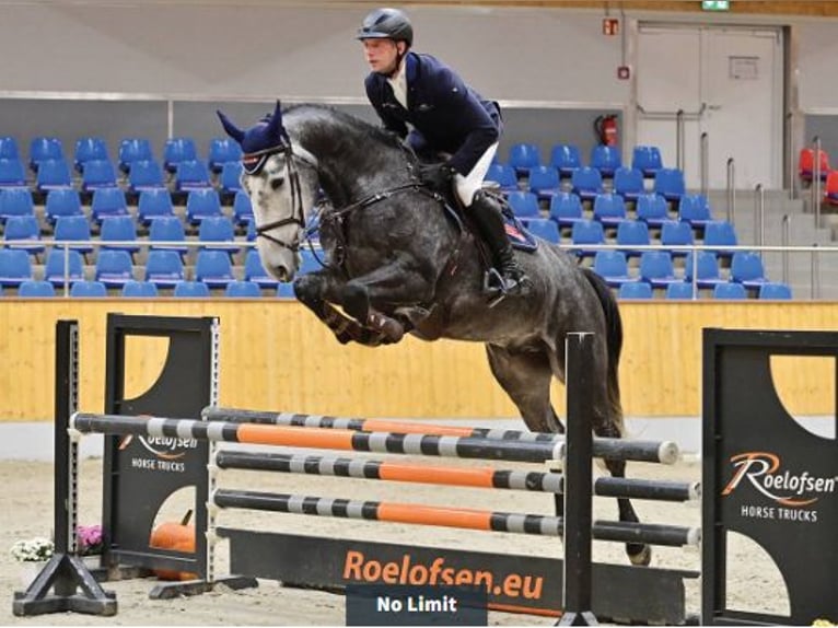 Oldenburgo Caballo castrado 5 años 174 cm Tordo in Vechta