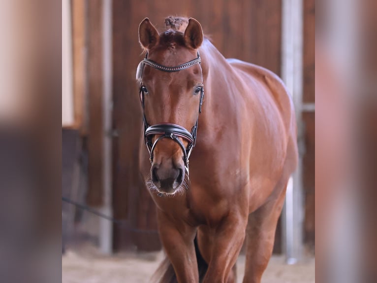 Oldenburgo Caballo castrado 5 años 175 cm Alazán-tostado in Brieselang