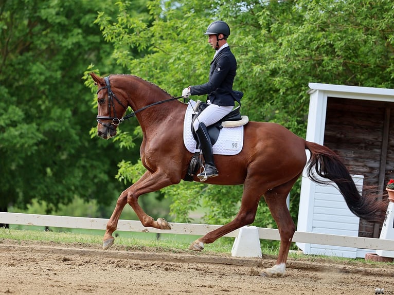 Oldenburgo Caballo castrado 5 años 175 cm Alazán-tostado in Brieselang