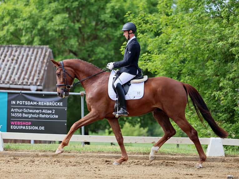 Oldenburgo Caballo castrado 5 años 175 cm Alazán-tostado in Brieselang