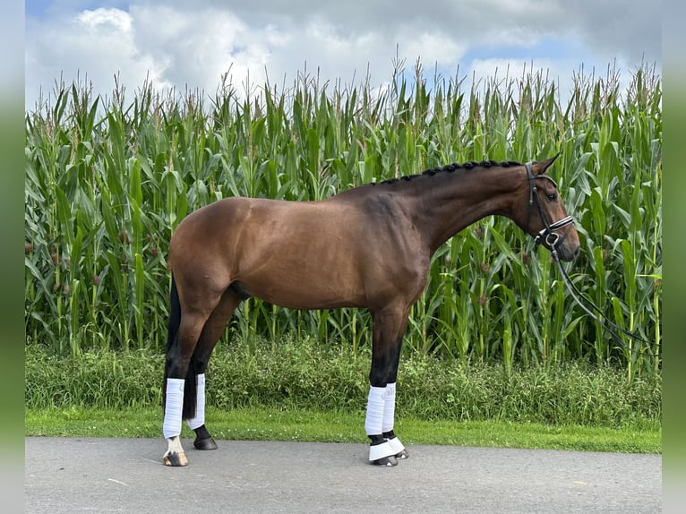 Oldenburgo Caballo castrado 5 años 175 cm Castaño in Hinnebeck