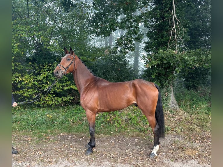 Oldenburgo Caballo castrado 5 años 175 cm Castaño in Kaulille