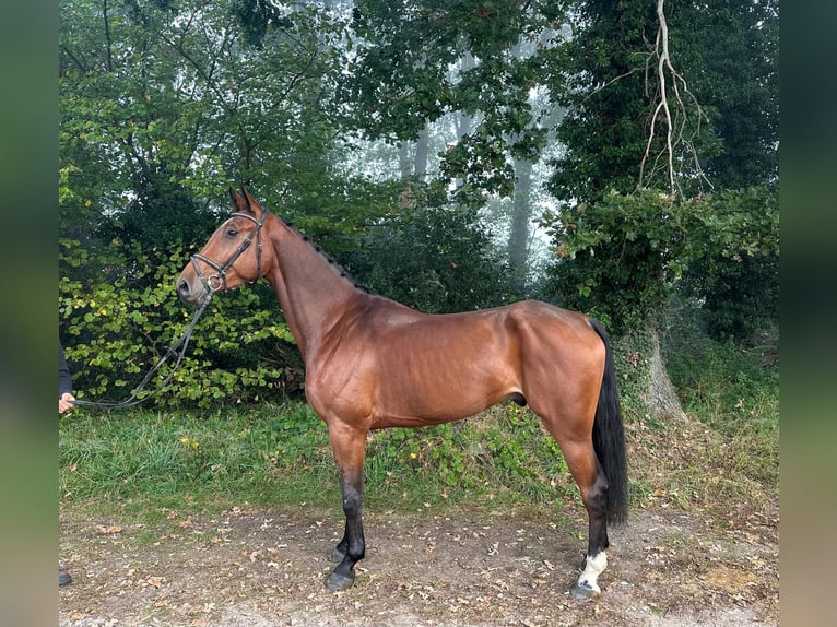 Oldenburgo Caballo castrado 5 años 175 cm Castaño in Kaulille
