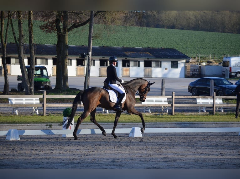 Oldenburgo Caballo castrado 5 años 175 cm Castaño oscuro in Siegen