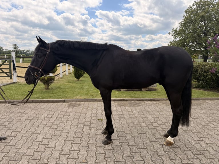 Oldenburgo Caballo castrado 5 años 175 cm Negro in Nordwalde