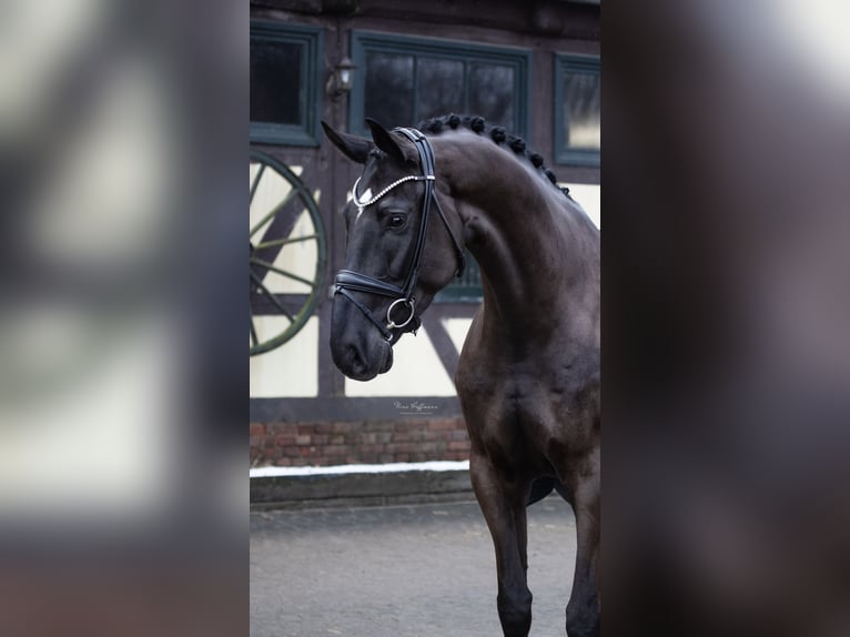Oldenburgo Caballo castrado 5 años 175 cm Negro in Nottuln