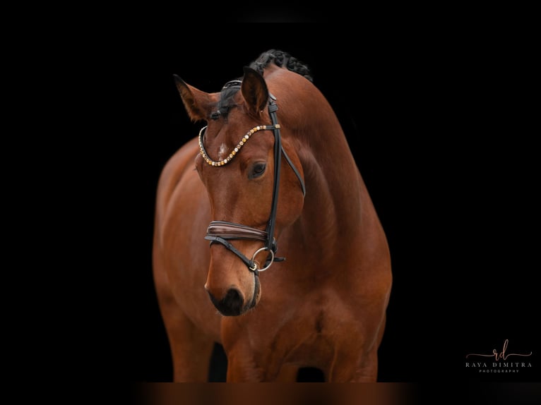 Oldenburgo Caballo castrado 5 años 176 cm Castaño in Wehringen