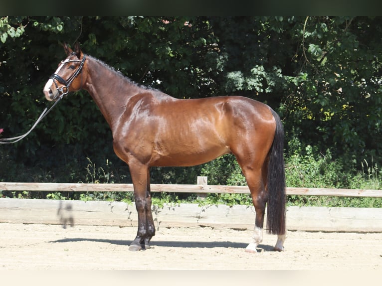 Oldenburgo Caballo castrado 5 años 176 cm Castaño oscuro in Ottersberg