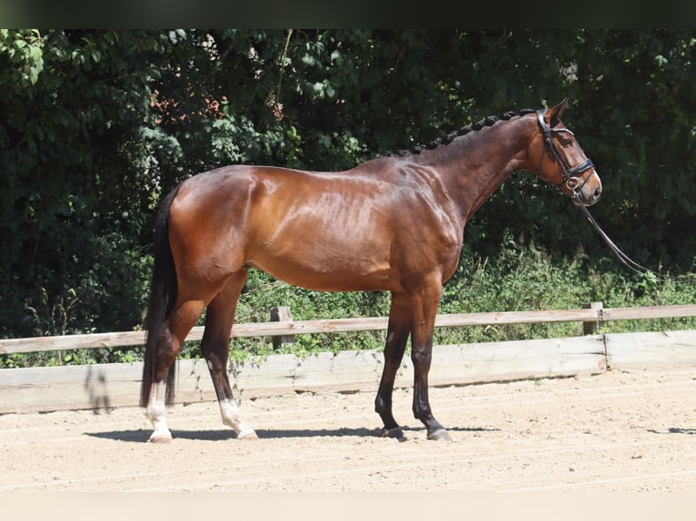 Oldenburgo Caballo castrado 5 años 176 cm Castaño oscuro in Ottersberg