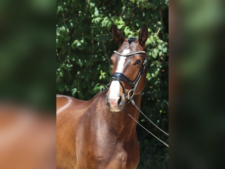 Oldenburgo Caballo castrado 5 años 176 cm Castaño oscuro in Ottersberg