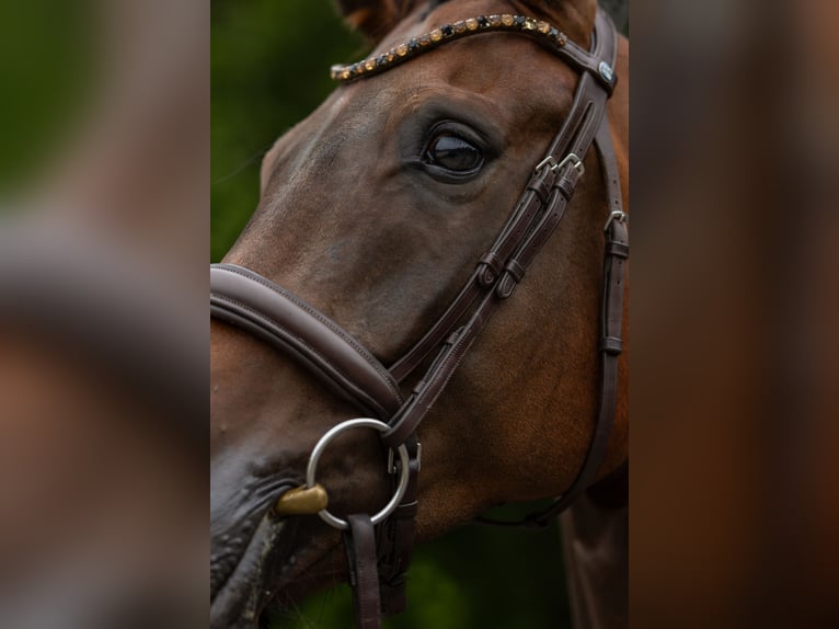Oldenburgo Caballo castrado 5 años 176 cm Castaño oscuro in Siegen