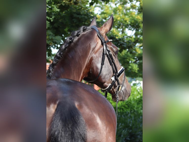 Oldenburgo Caballo castrado 5 años 176 cm Morcillo in Lohne (Oldenburg)