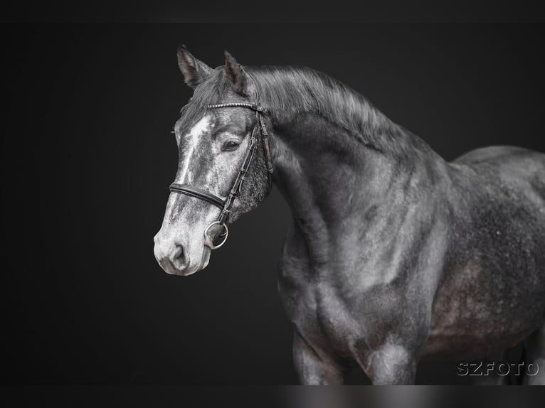 Oldenburgo Caballo castrado 5 años 176 cm Tordo in Dryfork