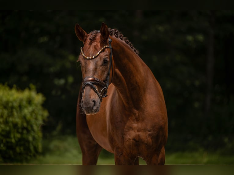 Oldenburgo Caballo castrado 5 años 177 cm Alazán-tostado in Wehringen