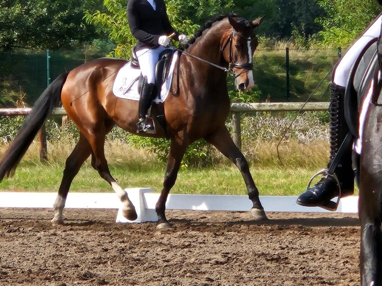 Oldenburgo Caballo castrado 5 años 177 cm Castaño in Ottersberg