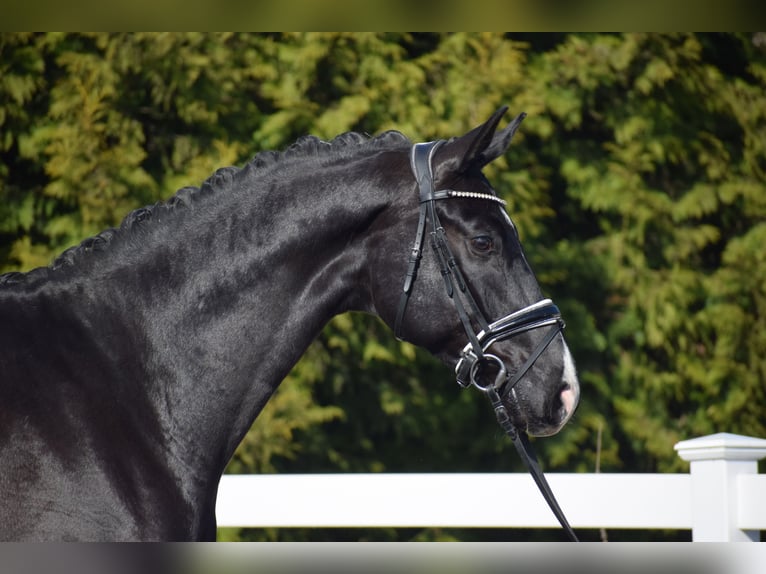Oldenburgo Caballo castrado 5 años 177 cm Negro in Dätgen