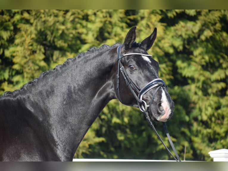 Oldenburgo Caballo castrado 5 años 177 cm Negro in Dätgen