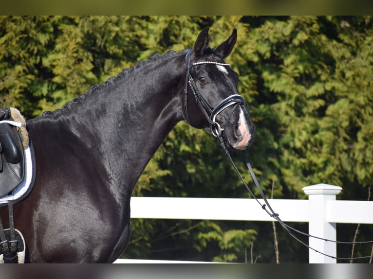 Oldenburgo Caballo castrado 5 años 177 cm Negro in Dätgen