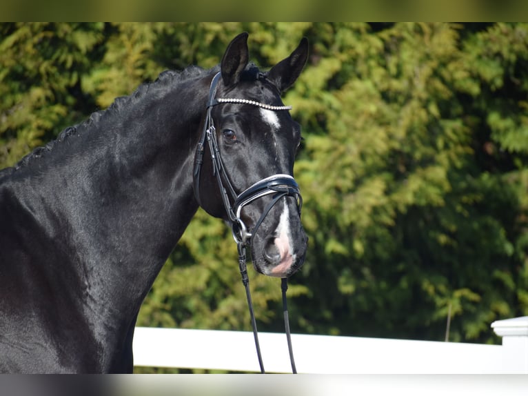 Oldenburgo Caballo castrado 5 años 177 cm Negro in Dätgen