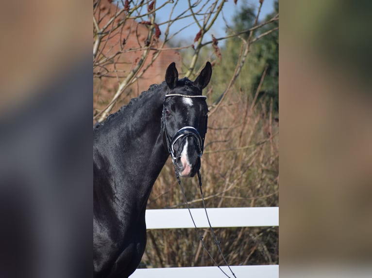 Oldenburgo Caballo castrado 5 años 177 cm Negro in Dätgen