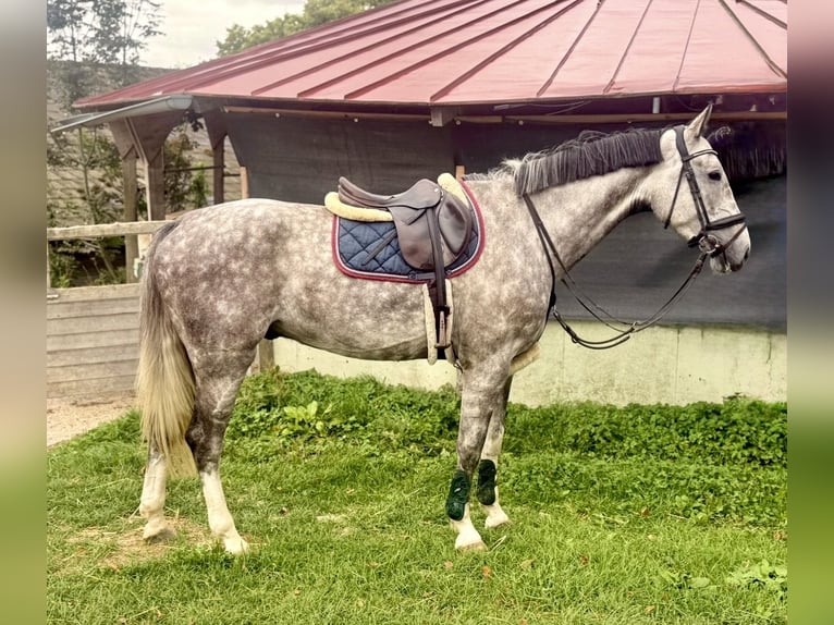 Oldenburgo Caballo castrado 5 años 177 cm Tordo rodado in Pelmberg