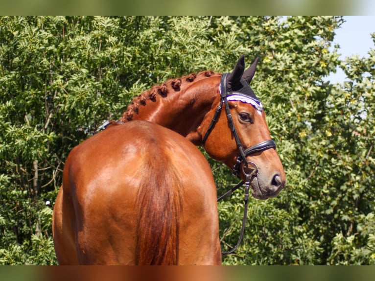 Oldenburgo Caballo castrado 5 años 178 cm Alazán in Klipphausen-Zehren