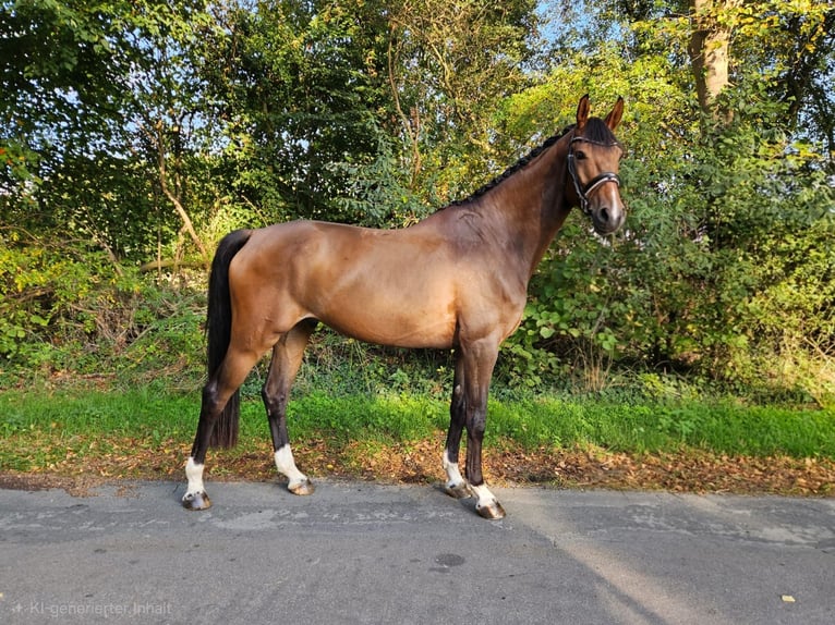 Oldenburgo Caballo castrado 5 años 178 cm Castaño in Borstel