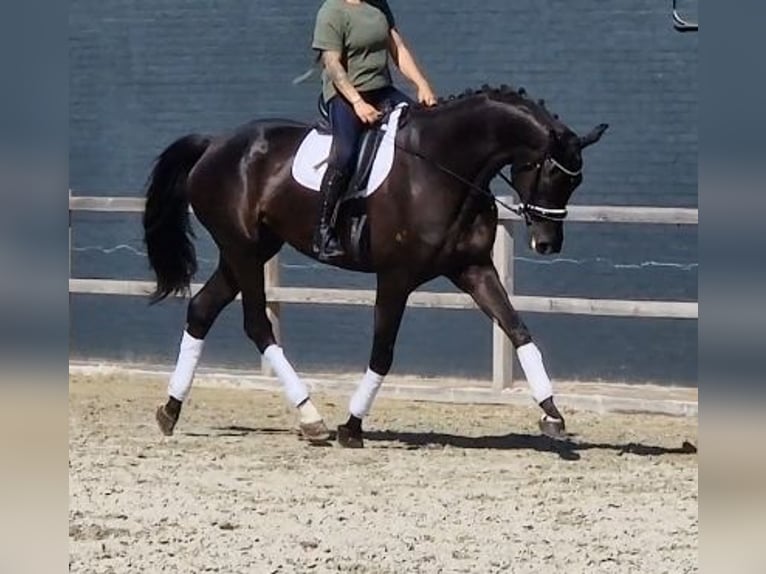 Oldenburgo Caballo castrado 5 años 178 cm Negro in Kaldenkirchen