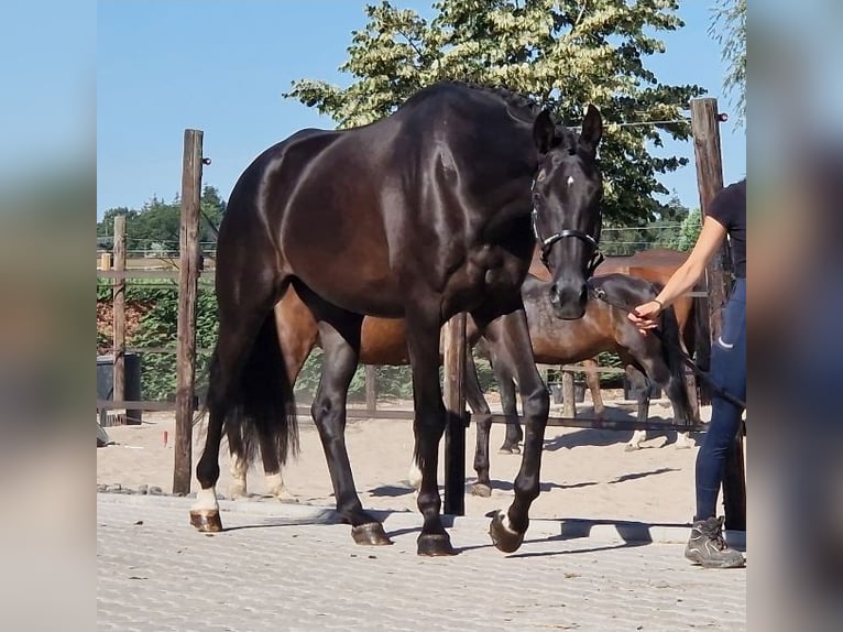 Oldenburgo Caballo castrado 5 años 178 cm Negro in Kaldenkirchen