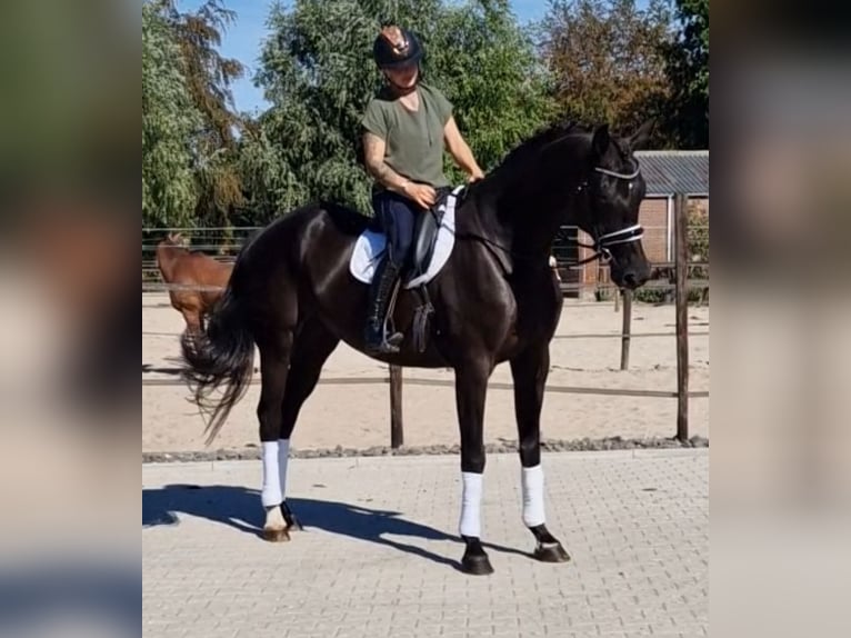 Oldenburgo Caballo castrado 5 años 178 cm Negro in Kaldenkirchen