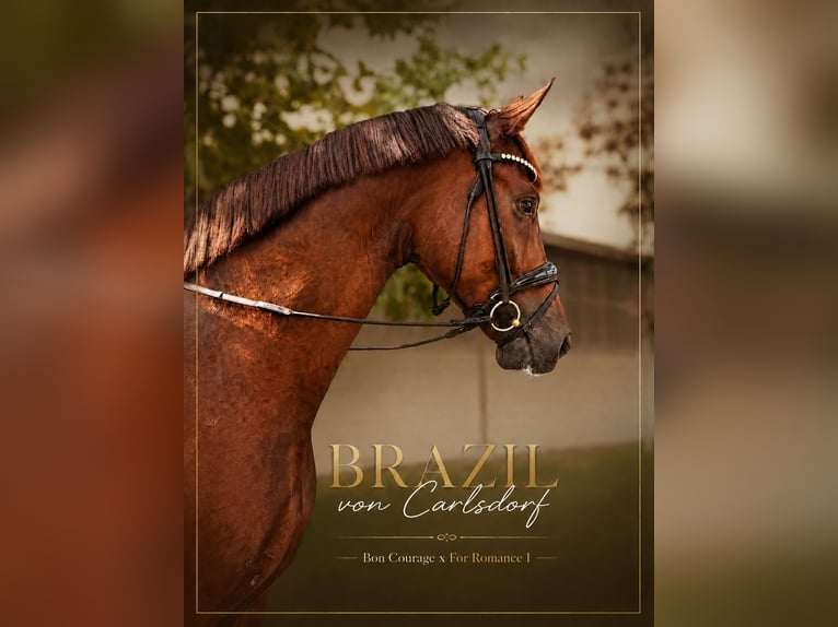 Oldenburgo Caballo castrado 5 años 180 cm Alazán-tostado in Brieselang