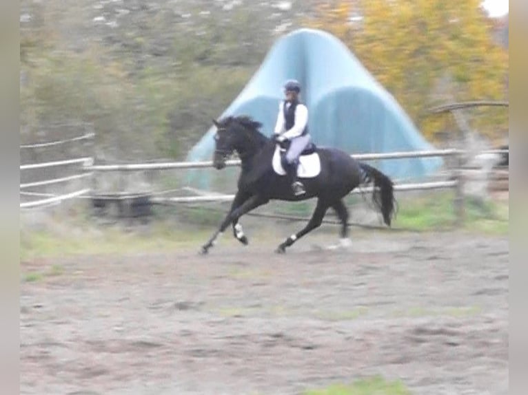 Oldenburgo Caballo castrado 5 años 180 cm Morcillo in Kloster Lehnin
