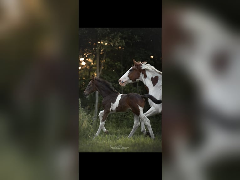 Oldenburgo Caballo castrado 5 años 181 cm Pío in Bassum
