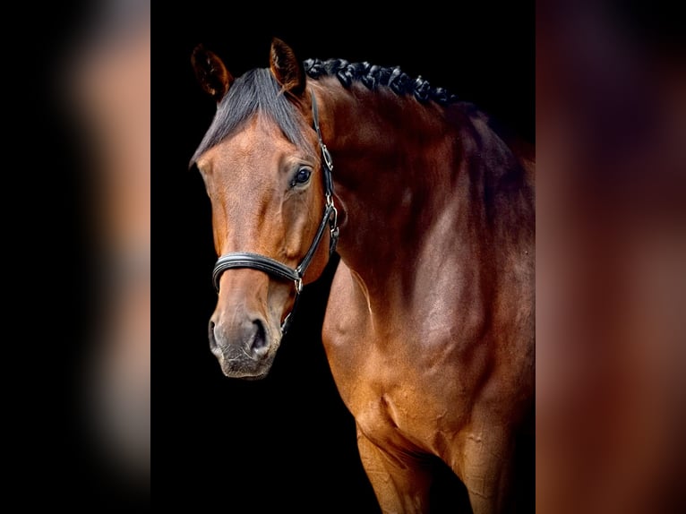 Oldenburgo Caballo castrado 5 años 185 cm in Wald-Michelbach