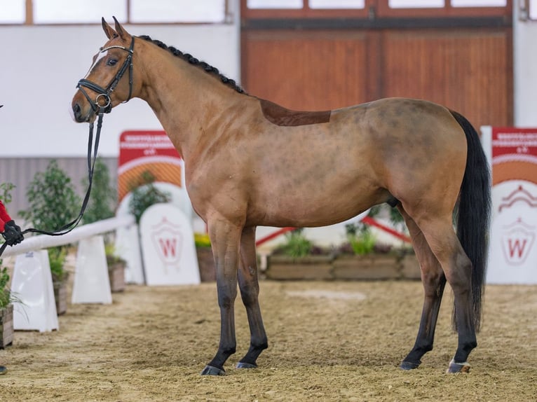 Oldenburgo Caballo castrado 5 años Castaño in Münster-Handorf