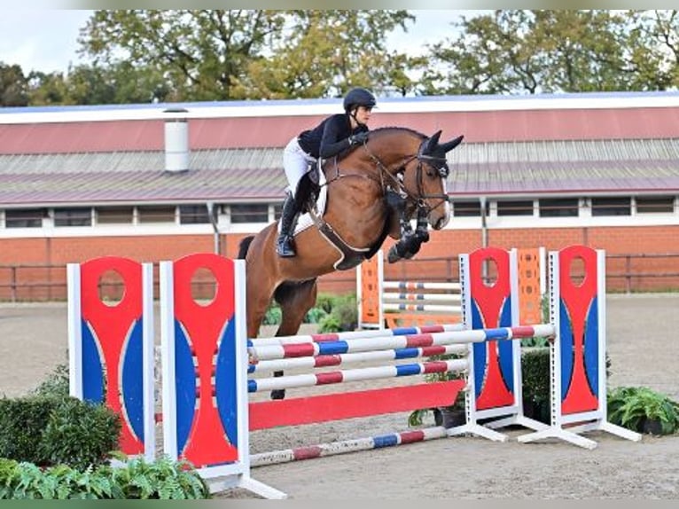 Oldenburgo Caballo castrado 5 años Castaño in Steinfeld (Oldenburg)