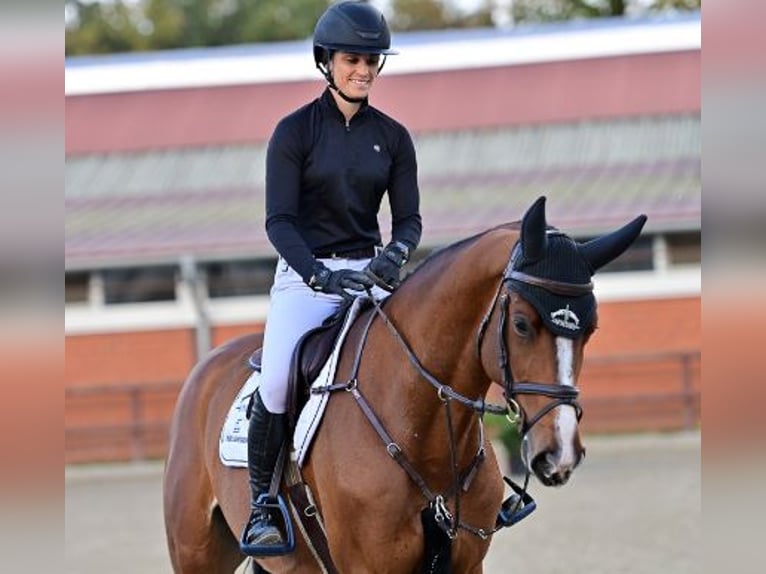 Oldenburgo Caballo castrado 5 años Castaño in Steinfeld (Oldenburg)