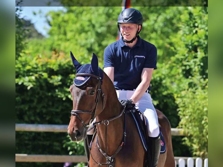Oldenburgo Caballo castrado 5 años Castaño in Vechta