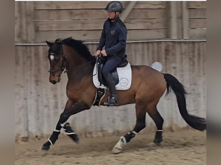 Oldenburgo Caballo castrado 5 años Castaño oscuro in Wiener Neustadt
