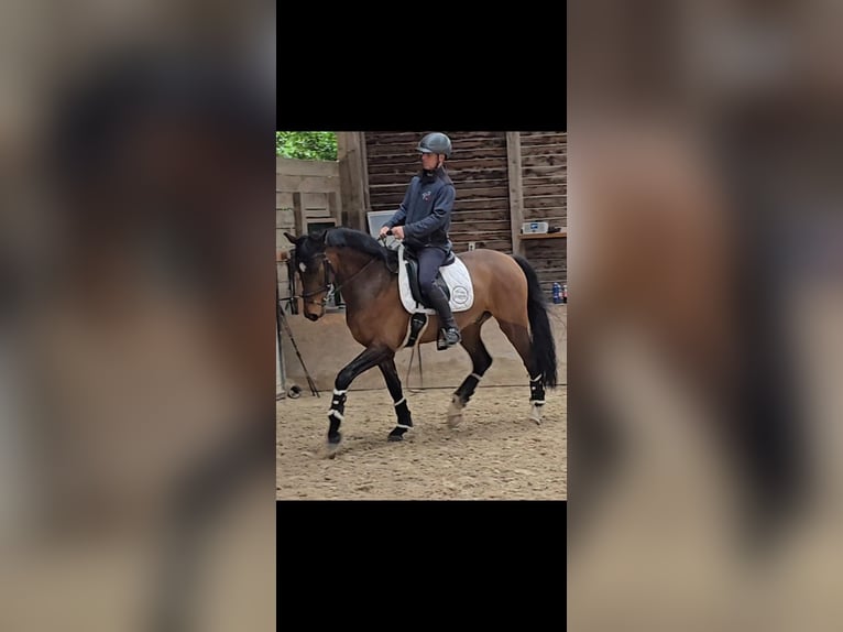 Oldenburgo Caballo castrado 5 años Castaño oscuro in Wiener Neustadt