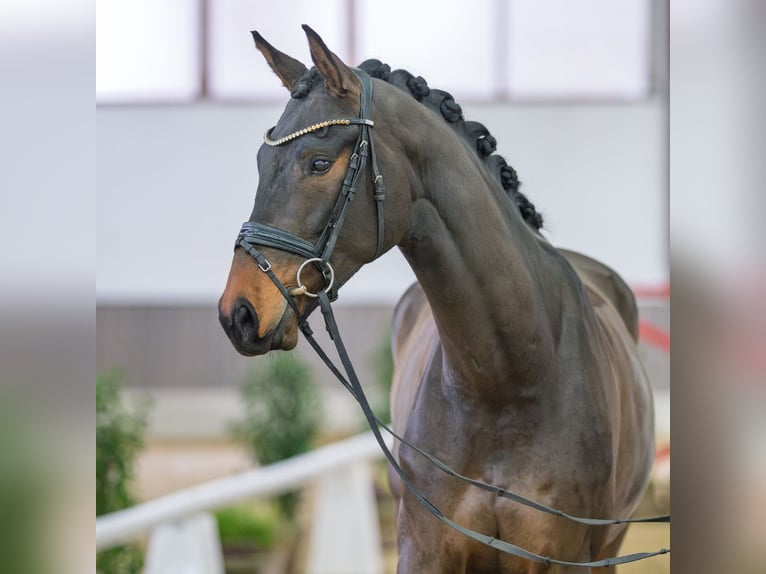 Oldenburgo Caballo castrado 5 años Castaño oscuro in Münster-Handorf