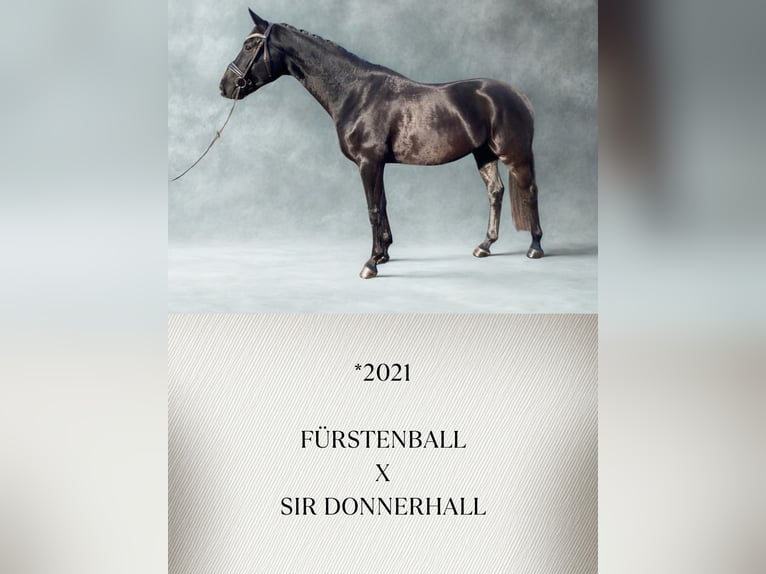 Oldenburgo Caballo castrado 5 años Negro in Güglingen
